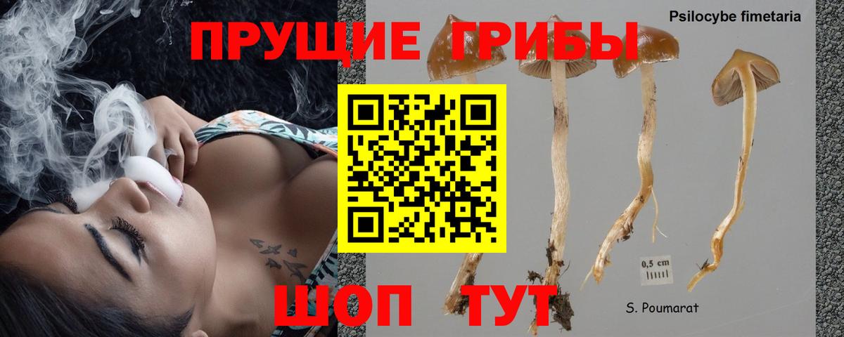 Псилоцибиновые грибы мицелий Тихвин